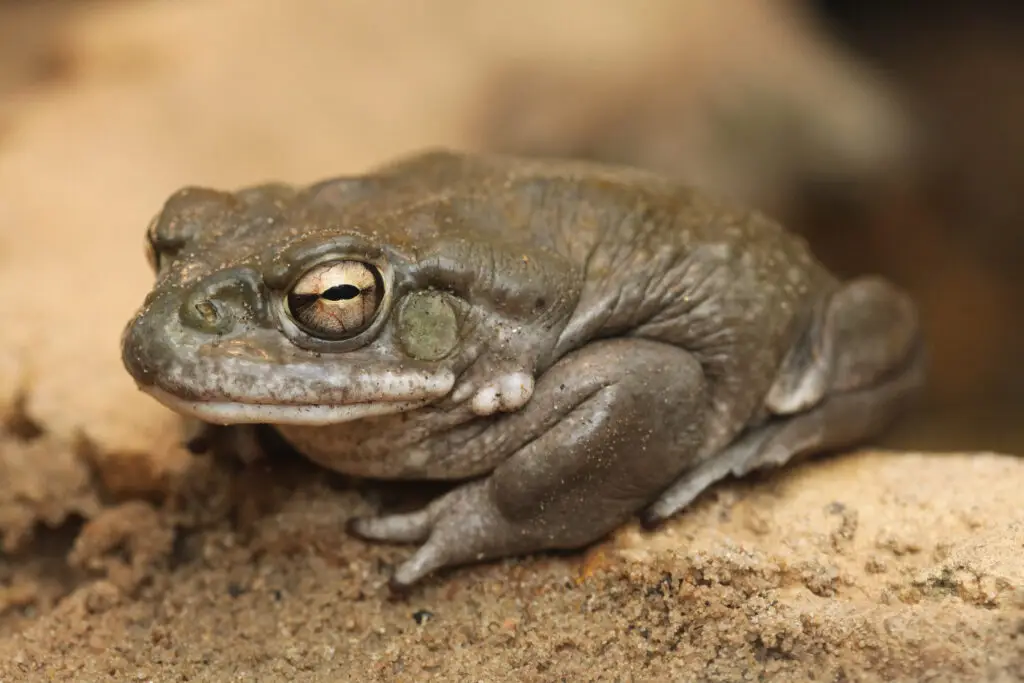 Sonoran Desert Toad