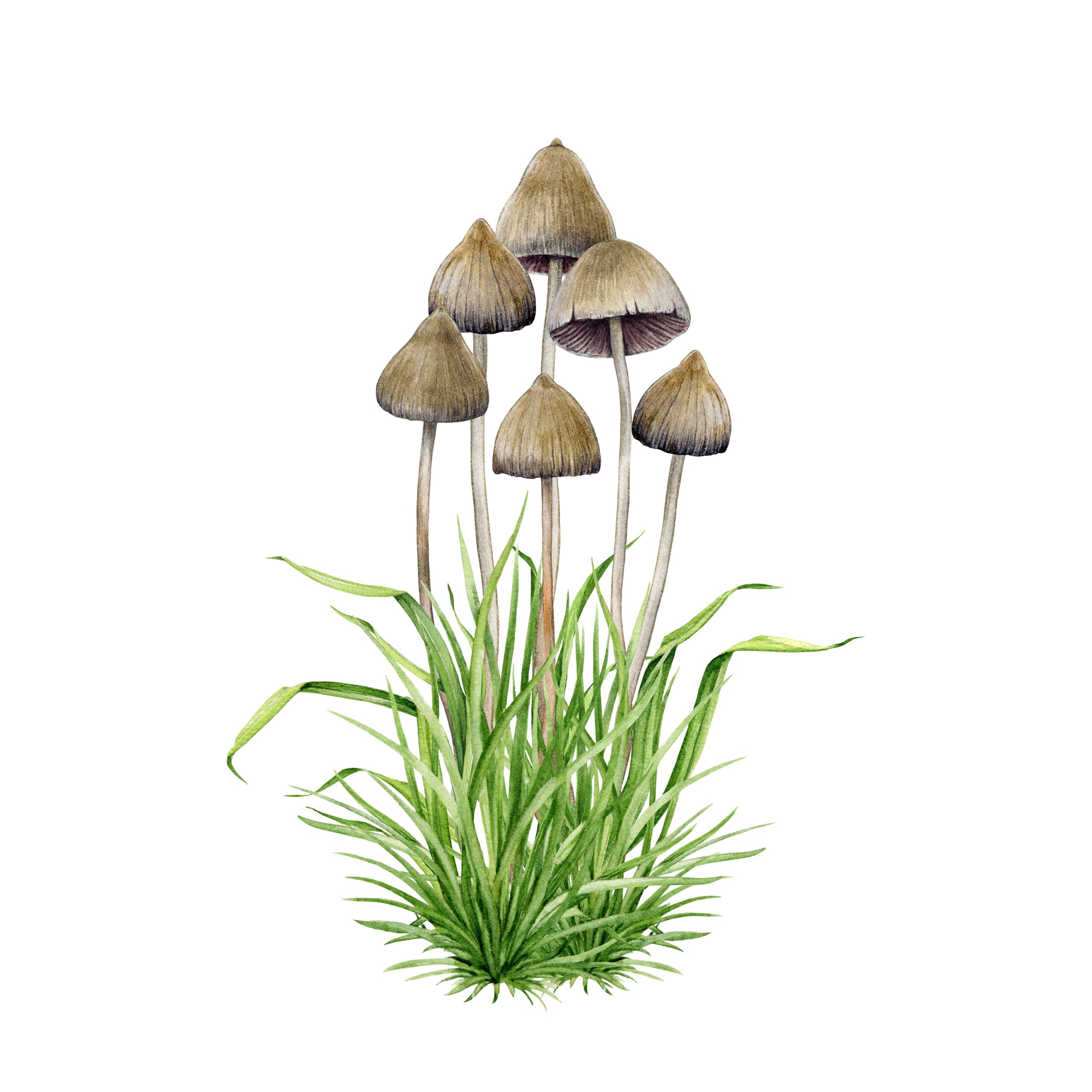 Psilocybin mushrooms