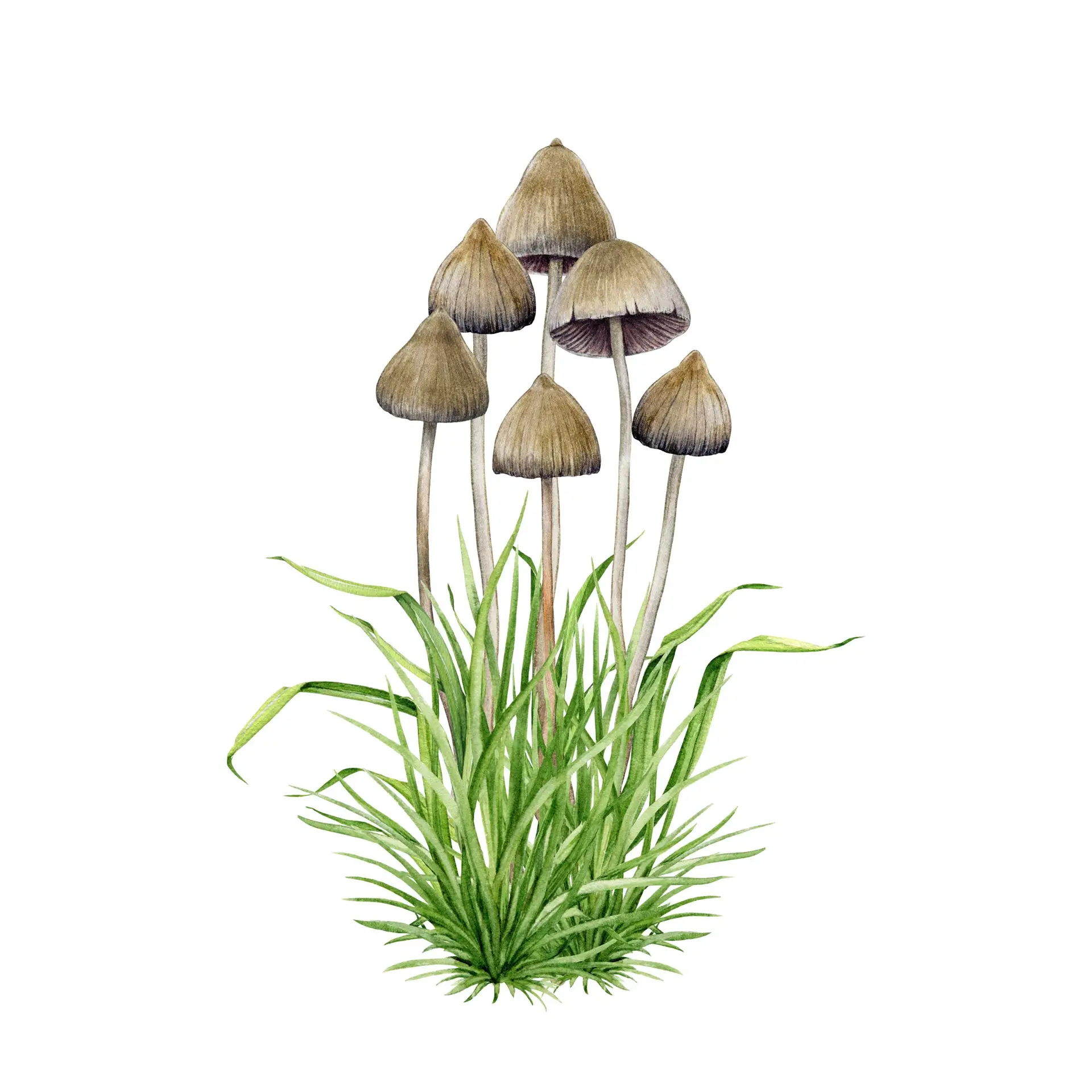 Psilocybin Mushrooms