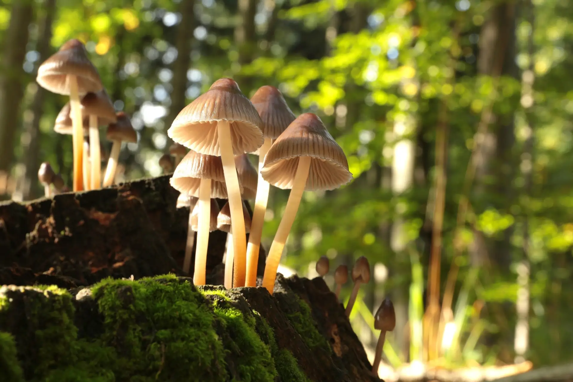 Psychedelic mushrooms in forest — Vine of the Soul Retreats