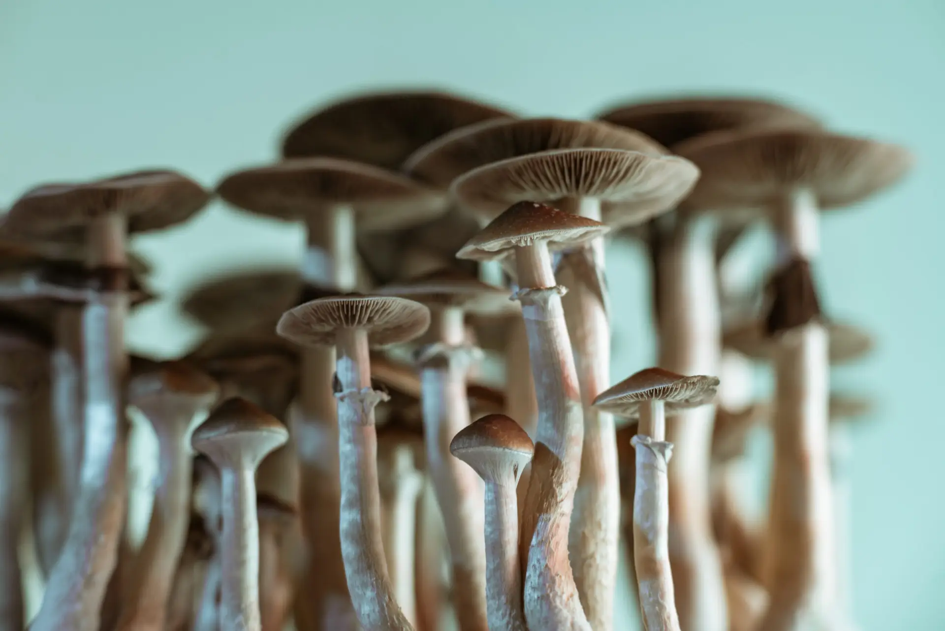 Psilocybin reset Portugal